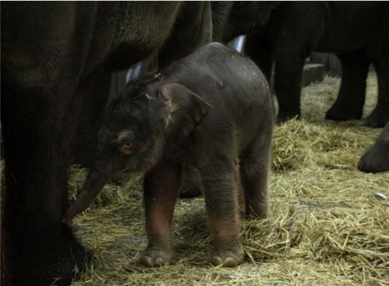 Das neugeborene Elefantenbaby steht schon auf eigenen Beinen. 