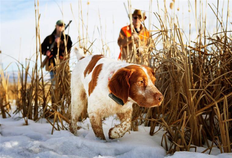 Streit um Jagdhunde-Ausbildung: Demonstration angekündigt Das Niedersächsische Jagdgesetz steht vor einer neuen Reform. Tierschutz und die Ausbildung von Jagdhunden sorgen für hitzige Debatten.