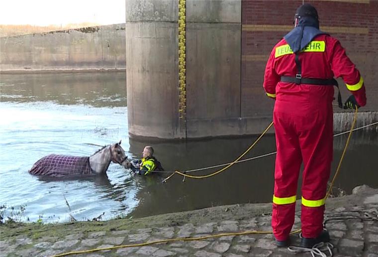 Von Böllern erschreckt: Feuerwehr rettet blindes Pferd aus Fluss Feuerwehrleute retten ein blindes Pferd aus dem Fluss Leine.