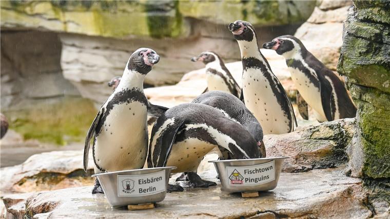 Pinguin-Orakel im Zoo am Meer hat seine Entscheidung getroffen. 
