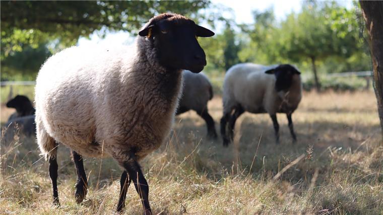 Diese Schafe aus Bülstedt sind Alleskönner Rauhwollige Pommersche Landschafe stehen auf einer Weide.