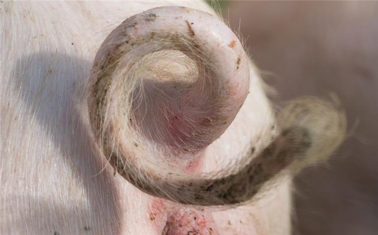 Kein Abschneiden mehr: Schweine sollen Ringelschwanz behalten Das Ringelschwänzchen eines Schweins auf einem Bauernhof. Das Abschneiden der Ringelschwänze bei Schweinen ist eigentlich schon seit Jahren EU-weit verboten, wird aber noch toleriert.
