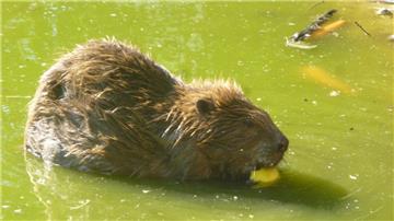 Das scheueste Tier in dem Zoo: der Biber