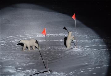 Das Siegerfoto: Neugierige Eisbären schauen sich bei der MOSAiC-Expedition um und interessieren sich für die roten Fahnen.