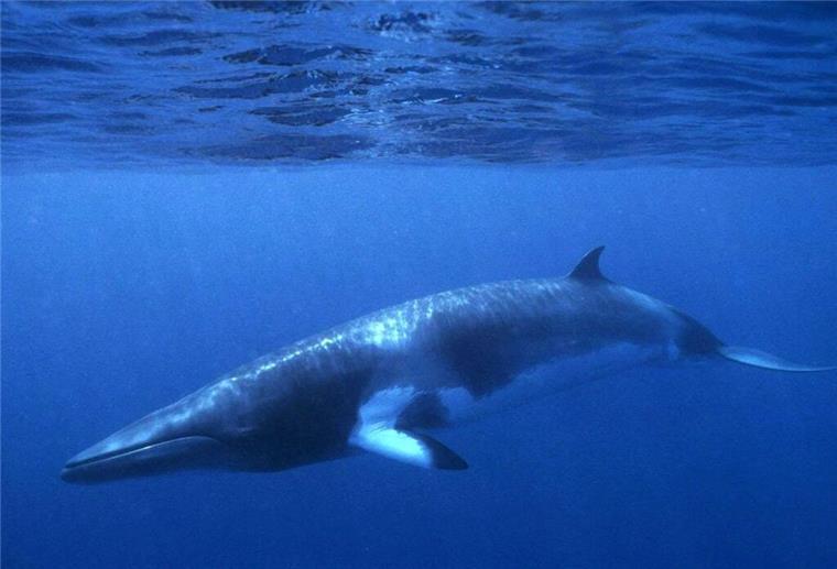 Deutschlands Tiere der Superlative - groß, giftig und rekordverdächtig Das größte Tier Duetschlands, der Zwergwal gleitet durch das blaue Wasser des Meeres.
