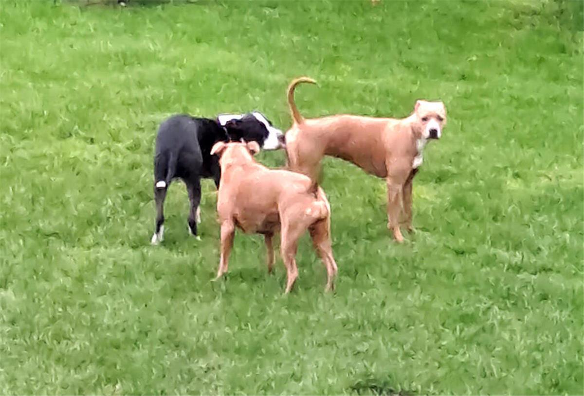 Das sind die Hunde, die den Anwohnern in Loxstedt ein Dorn im Auge sind.