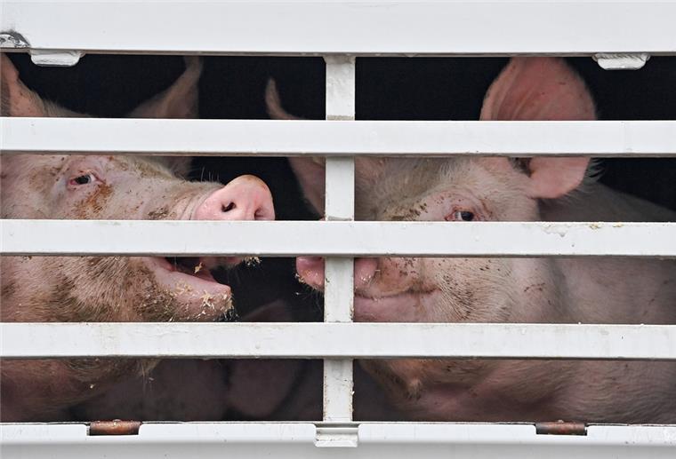 Schweine im Transporter