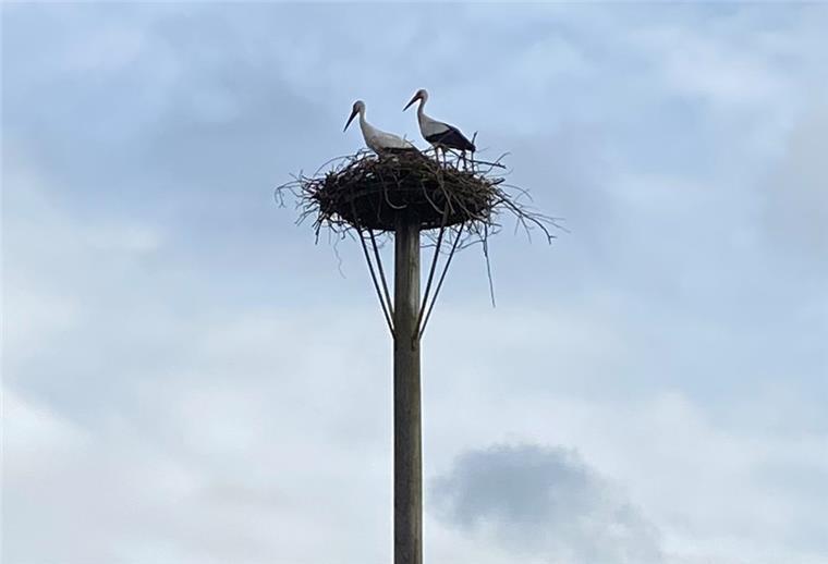 Störche sind zurück auf Hof Bremer in Schiffdorf Das Storchenpaar auf seinem Nest auf Hof Bremer.
