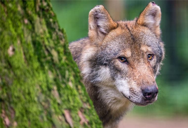 Umweltministerkonferenz-Chef hält Tötung einzelner Wölfe für nötig Das Thema Wolf hält alle auf Trab.