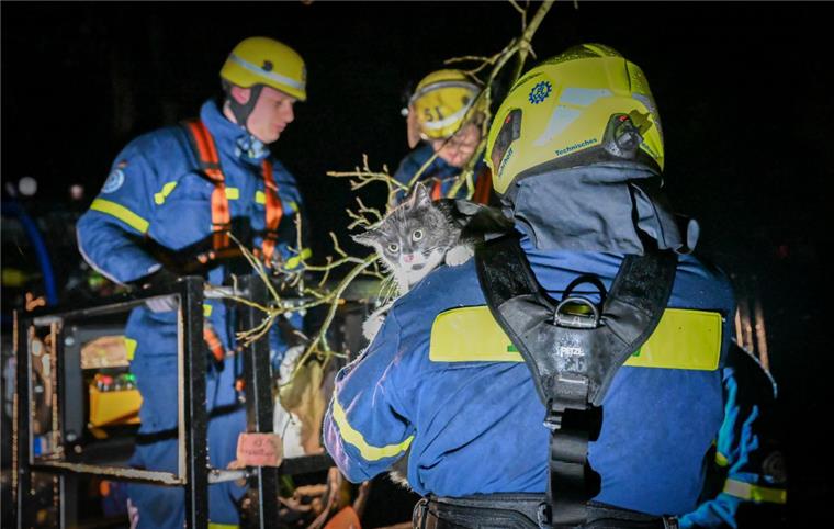 Das THW hat am Sonntag Kater „Puschkin“ von einem Baum in Spaden gerettet. 