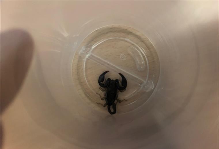 Bremen: Giftiger Skorpion in der Küche gefunden Das Tier könnte beim Import von Obst nach Deutschland gekommen sein.