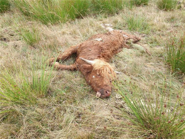 War es ein Wolf? Junges Rind bei Glinstedt gerissen Das tote Highlandrind auf einer Weide bei Glinstedt.