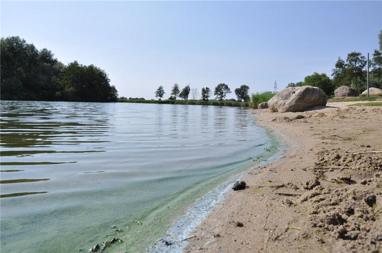 Giftige Blaualgen: Stadt Nordenham warnt vorm Baden im Seenpark Das Ufer des Seenparks I in Nordenham ist von den giftigen Blaualgen grün und blau verfärbt.
