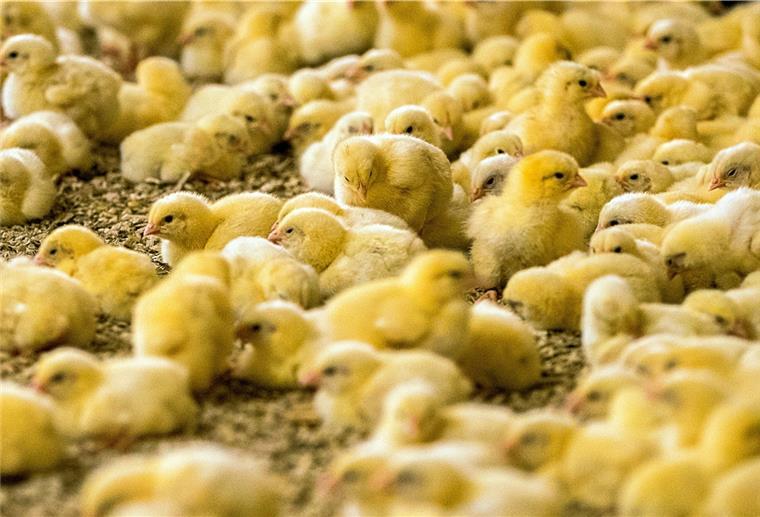 Bundestag soll Aus des Kükentötens beschließen Das umstrittene Massentöten männlicher Küken soll verboten werden.