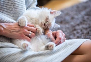 Eine weiße Katze sitzt im Schoß einer Frau.