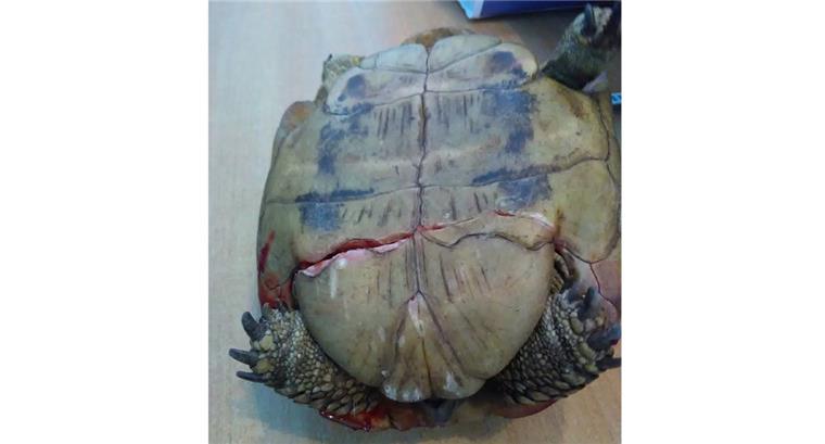 Das verletzte Schildkrötenweibchen ist auf der Bundesstraße bei Midlum gefunden und prompt zum Tierarzt gebracht worden.