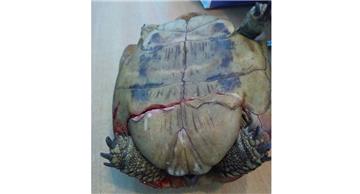 Das verletzte Schildkrötenweibchen ist auf der Bundesstraße bei Midlum gefunden und prompt zum Tierarzt gebracht worden.
