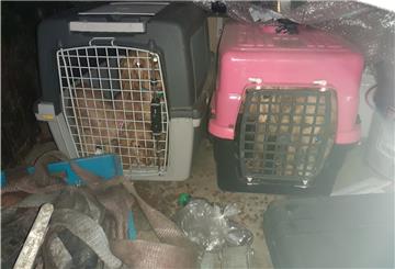 Das Veterinäramt Göttingen nahm die Tiere mit.