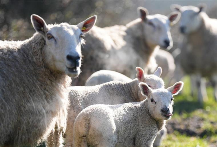 Vogelgrippe trifft erstmals Schaf: Steigende Infektionsgefahr für Nutztiere Schafe und neugeborene Lämmer stehen an einem hellen und kühlen Morgen in dem Dorf Bishop's Itchington in Warwickshire.