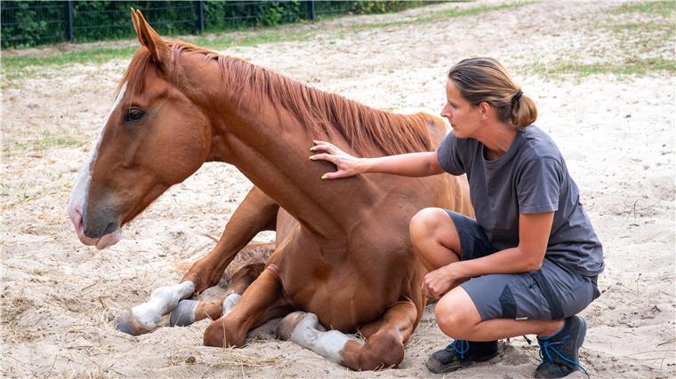 Wie das Tierheim ein irisches Rennpferd vor der Schlachtbank in Rumänien rettete