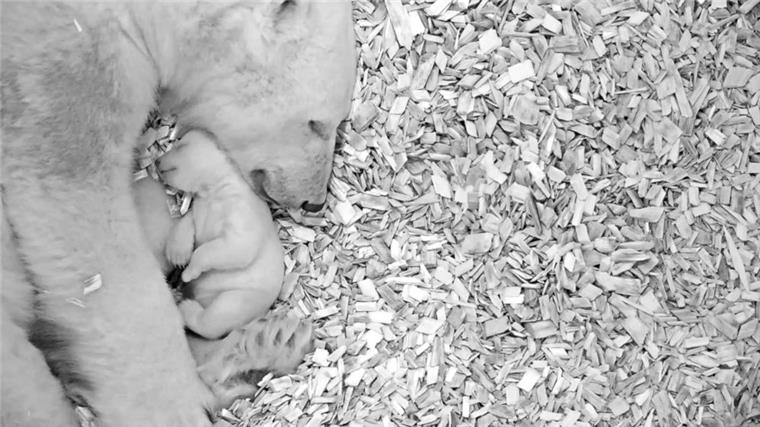 Eisbärenbaby in Berlin überlebt Jahreswechsel Das vom Tierpark Berlin zur Verfügung gestellte Foto zeigt Eisbärin Tonja mit ihrem am 1. Dezember geborenen Jungtier.