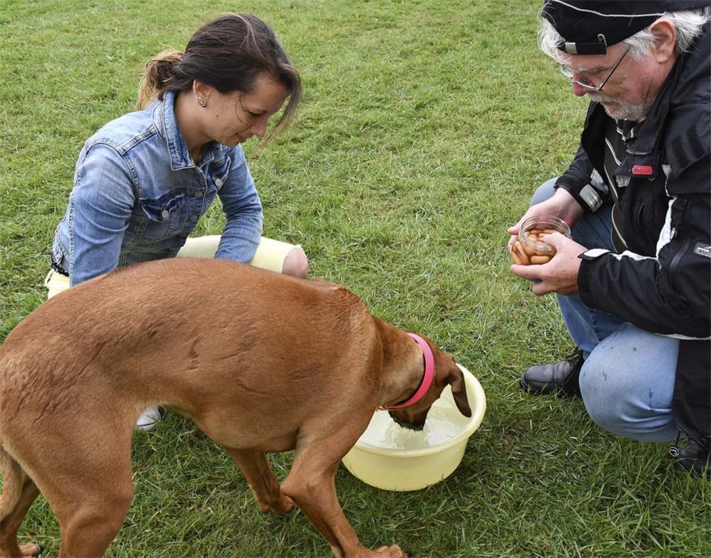 Das war doch für einige Hunde eine Überwindung. Aber Wurst gab es nur mit „Kopf ...