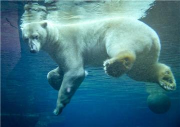 Das Wasser im Gehege von Lloyd im Zoo am Meer hat durchgehend elf Grad.