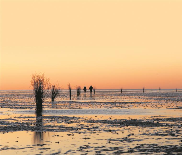 Weniger Strandkrabben und Muscheln im Wattenmeer Das Wattenmeer: viel mehr als einfach nur schön. Seit zehn Jahren gehört der größte Nationalpark Europas zum UNESCO-Welterbe.