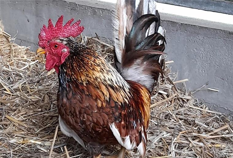 Kleiner Hahn Caruso mit großem Beschützerinstinkt sucht neues Zuhause Das Wichtigste für Caruso: Seiner Henne muss es gut gehen.