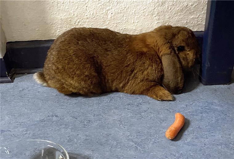 Zwergkaninchen sucht seinen Besitzer Das Zwergkaninchen bekommt im Polizeirevier Lehe zu essen und zu trinken.
