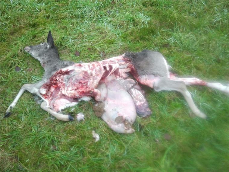 Damwild gerissen: Wolf meldet sich in Tarmstedt zurück Dass dieses Tier in Tarmstedt nicht Opfer eines Unfalls wurde, sieht auch ein Laie. Es wurde von einem Wolf gerissen, ist sich der Jägerschaftsvorsitzende Heinz-Hermann Holsten sicher.