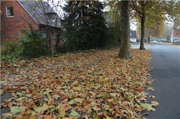 Dauerärgernis Laub im Herbst: Ein neues Konzept sieht die Aufstellung von Mulden für die Herbstlaubentsorgung in ausgewählten Wohngebieten vor.