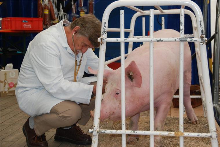 Dedesdorfer Schweinemarkt: Auktion ohne lebendes Schwein Dedesdorfer Schweinemarkt: Bei der Auktion wird künftig auf lebende Schweine verzichtet.