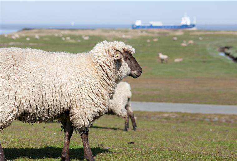 Minister kündigt Prämie für Schäfer an Deichschäfereien sind wertvoll, weil die wolligen Tiere den Schutzwall - wie hier in Cuxhaven-Altenbruch - pflegen. Doch immer mehr Schäfer geben ihren Beruf auf.