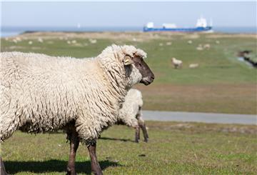 Deichschäfereien sind wertvoll, weil die wolligen Tiere den Schutzwall - wie hier in Cuxhaven-Altenbruch - pflegen. Doch immer mehr Schäfer geben ihren Beruf auf.