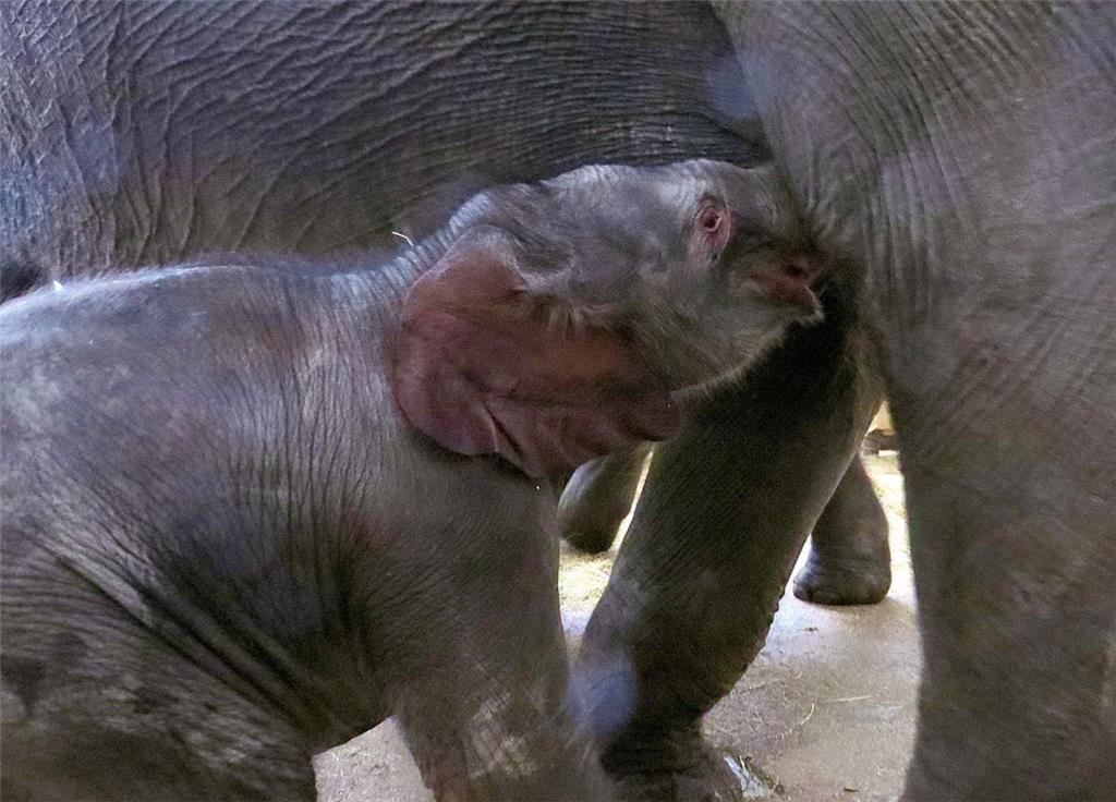 Elefantenbaby im Tierpark geboren
