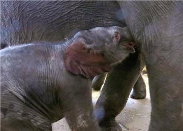Elefantenbaby im Tierpark geboren