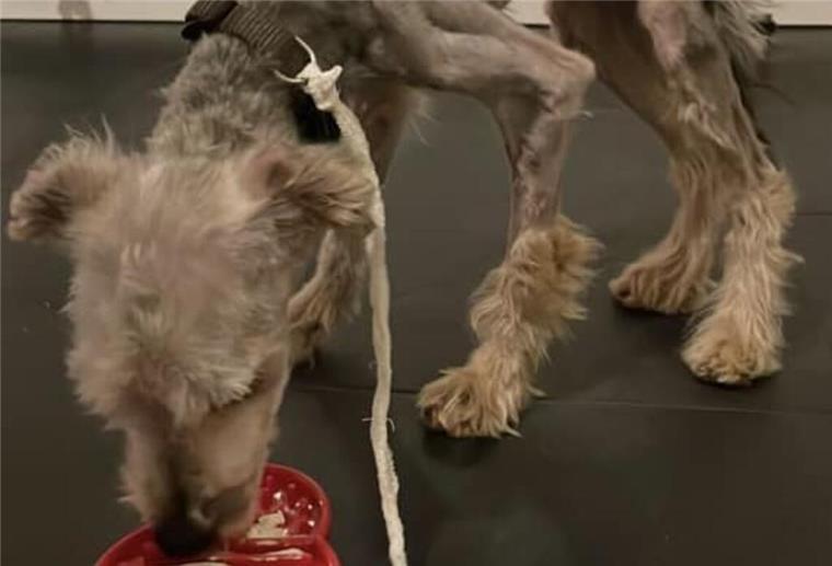 Fast zu Tode gequält - Doch der kleine Yorki-Mix Egon kämpft sich zurück ins Leben Dem kleinen Yorkshire-Terriermix Egon geht es offenbar schon wieder besser.