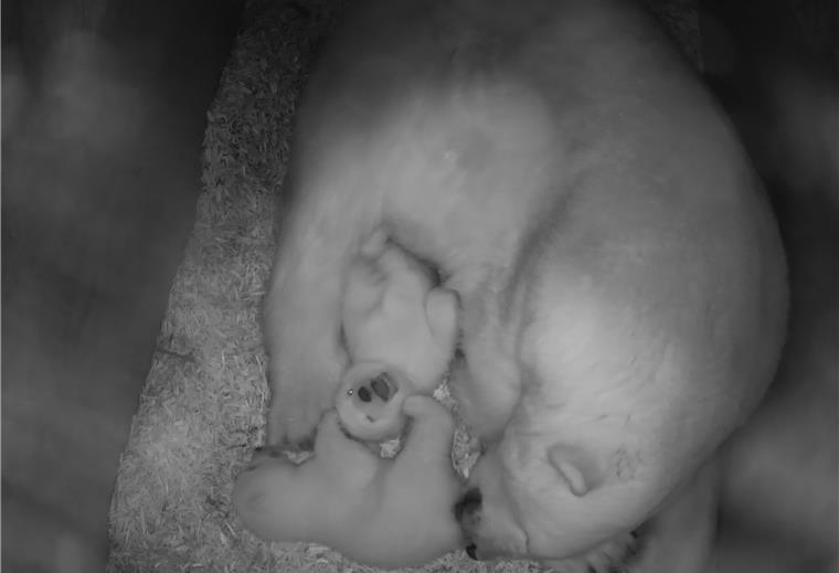 Erster Arztbesuch der neuen Eisbären-Zwillinge steht bevor Demnächst auch in Farbe: Bei der ersten Untersuchung kommt der Eisbären-Nachwuchs im Zoo auch vor die Linse.