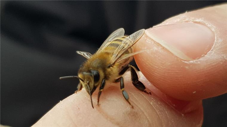 Diese Milben werden Bienen in Bremerhaven zum Verhängnis Den Bienen in Bremerhaven geht es nicht gut.