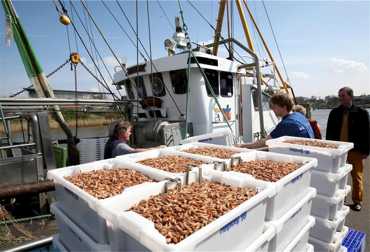 Einige Krabbenfischer überstehen Jahr nicht Den Krabbenfischern an der deutschen Nordseeküste steht das Wasser bis zum Hals.