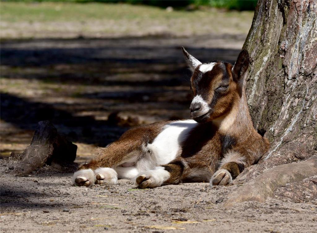 Den Nachwuchs bei den Ziegen können die Besucher im Serengeti-Park sogar streicheln.