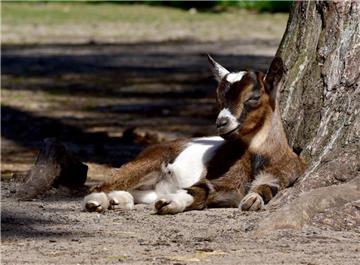 Den Nachwuchs bei den Ziegen können die Besucher im Serengeti-Park sogar streicheln.