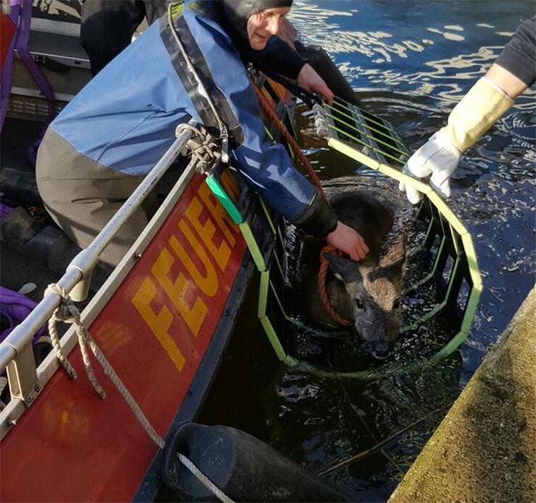 Taucher beenden tierische Schwimmpartie: Reh gerettet Den Rettungstauchern der Feuerwehr Bremerhaven gelang es, ein Reh aus dem Becken des Bremerhavener Fischereihafens zu retten.