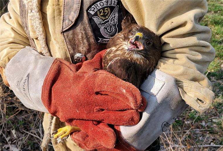 Geestland: Greifvogel „Dennis“ fliegt wieder „Dennis“ ist wieder fit.