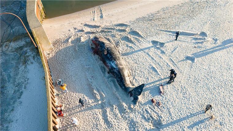 Mehr Wale in Ost- und Nordsee Der 14,3 Meter lange und tonnenschwere Walbulle war im Februar vor Hörnum (Sylt) aus der Nordsee an Land gezogen worden.
