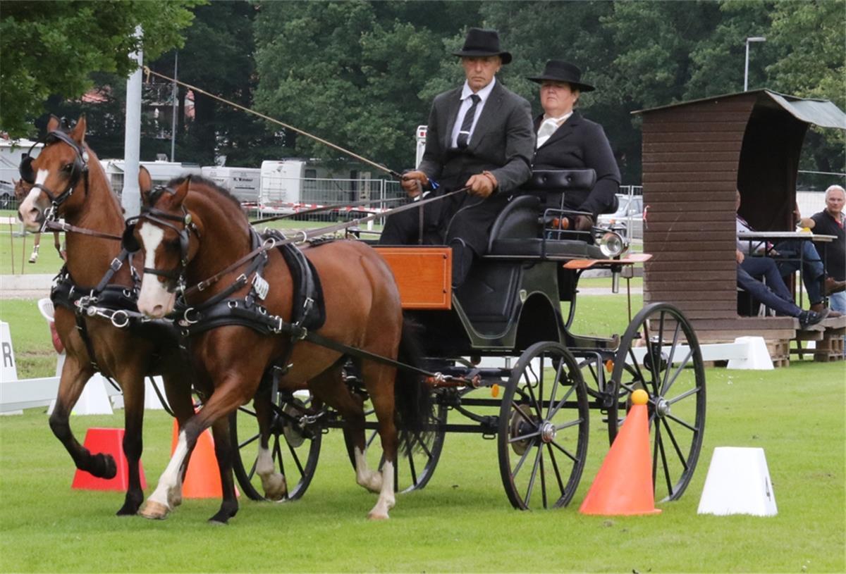 Der 61-jährige Ralf Lindert von der TG Weser-West und seine Frau Merle nahmen an der Dressur-Fahrponyprüfung der Klasse M* teil.