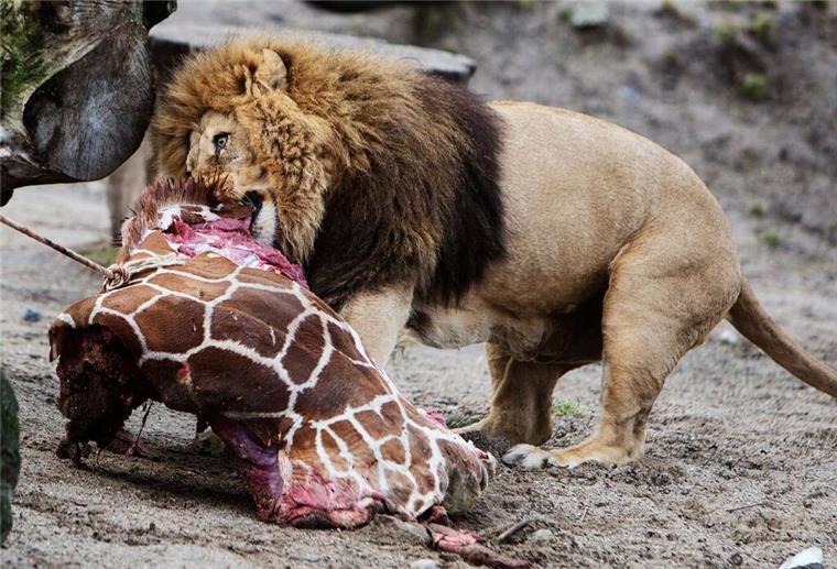 Dieser Zoo bittet um Haustier-Spenden - um sie an die Raubtiere zu verfüttern Ein Löwe frisst im Kopenhagener Zoo die Überreste einer Giraffe.