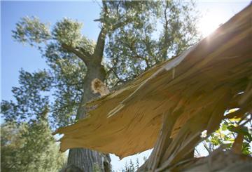 Der abgefallene Ast einer Pappel liegt vor dem Baum. Gerade im Sommer verlieren Bäume unvorhersehbar einzelne Äste, die in vollem Laub stehen - oder nach einem Sturm. In Tarmstedt sollen drei Pappeln an der Straße Eschebrock gefällt werden, weil sie eine Gefahr darstellen sollen.