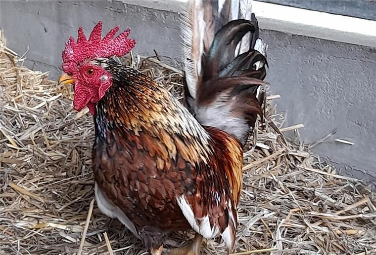 Selbstbewusster Zwerghahn Caruso sucht ein neues Zuhause Der aktive und neugierige Zwerghahn Caruso möchte mit seiner Henne in eine neue Hennengruppe ziehen.